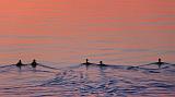 Sunrise Swimmers_04384